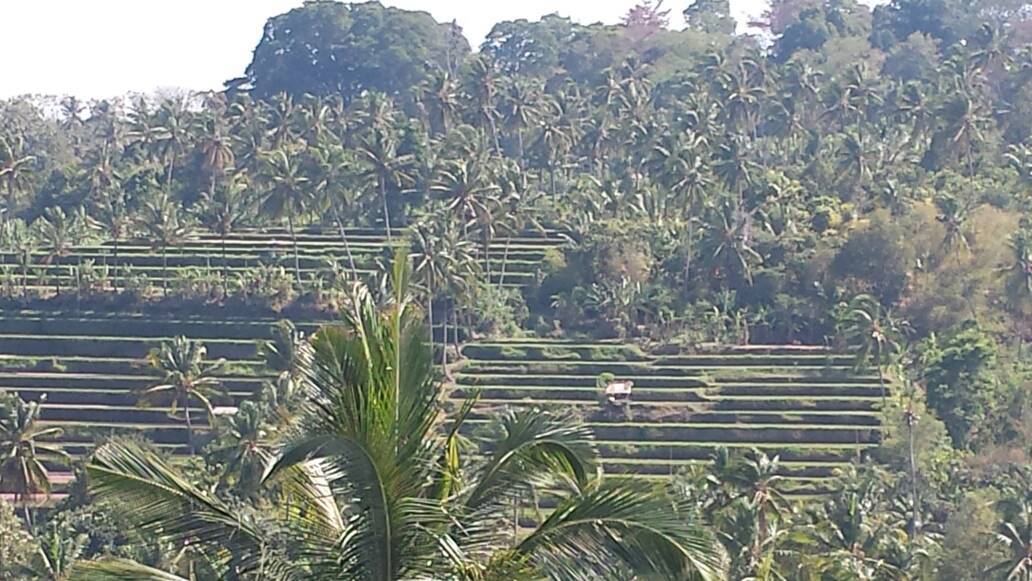 Bali Munduk rijstterras