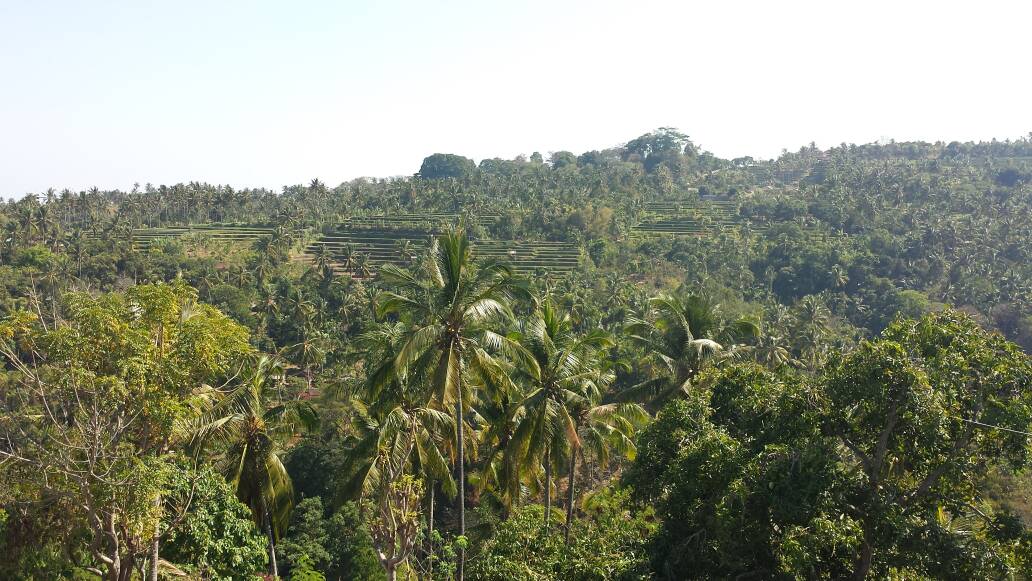 Bali Munduk rijst terrassen